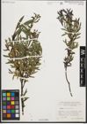 Foto von Salix purpurea L.